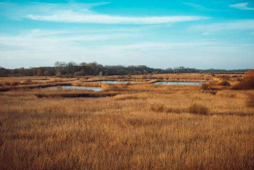 a peaceful nature scene for relaxation