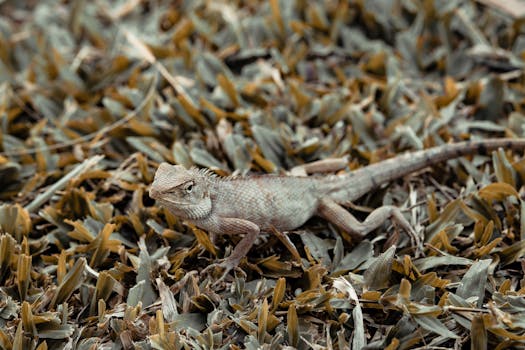 dry skin close-up