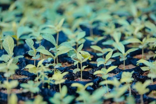 vibrant moringa leaves